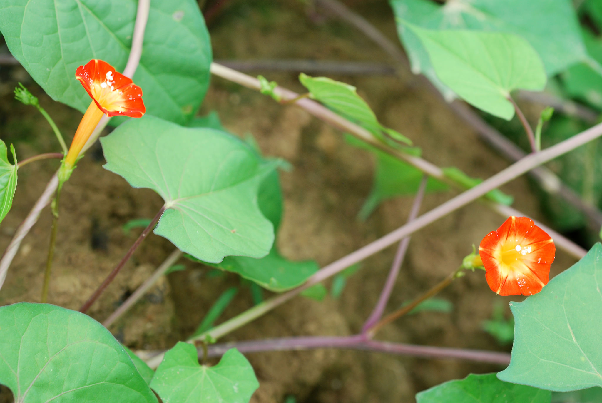 Ipomoea coccinea